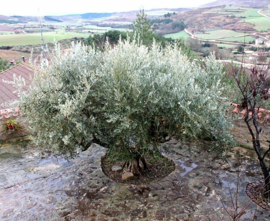 El Olivo de Sansol