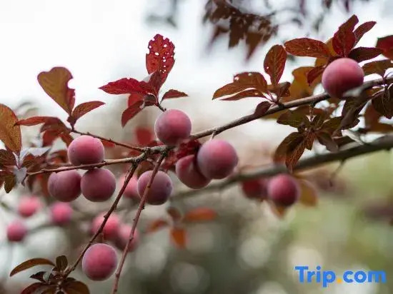 Qingxiang Manchu Guesthouse