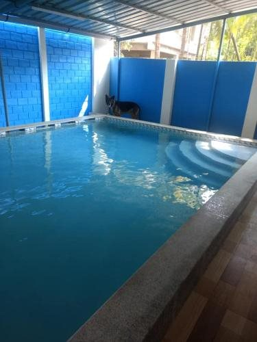 Dolphin House