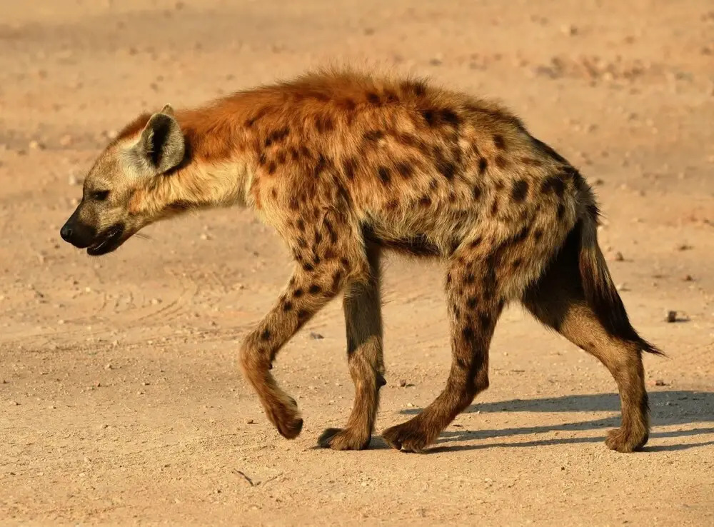 Bona Ngwenya Lodge & Safaris