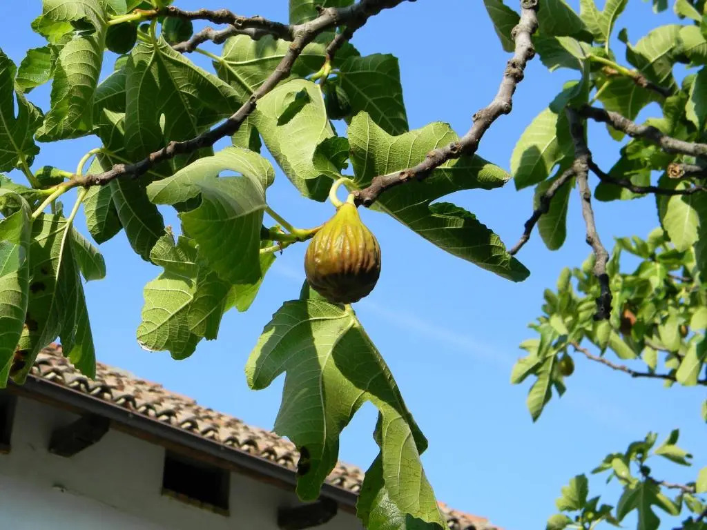 Residenza Cà d´Masseu