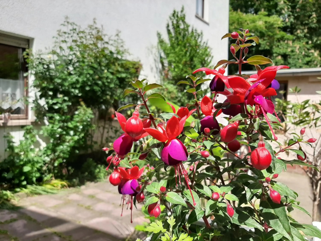 Fewo Rosenblüte am Stadtpark