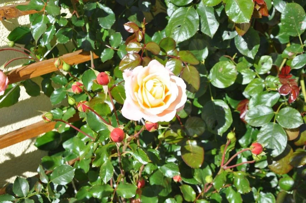 Bauernhof Haim-Schnepfleitner