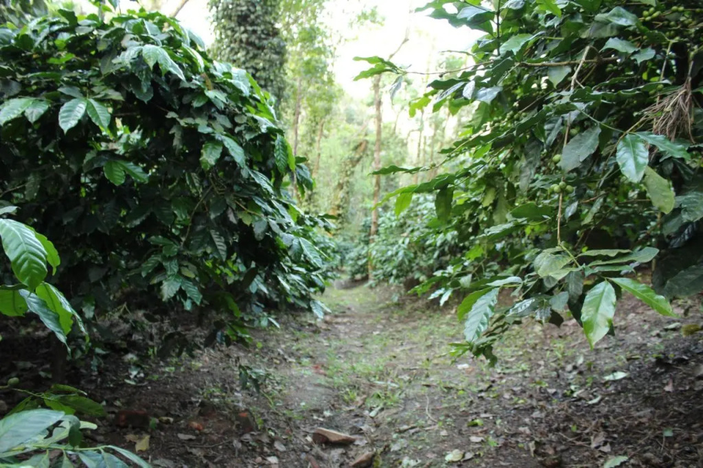 Guddadamane Homestay