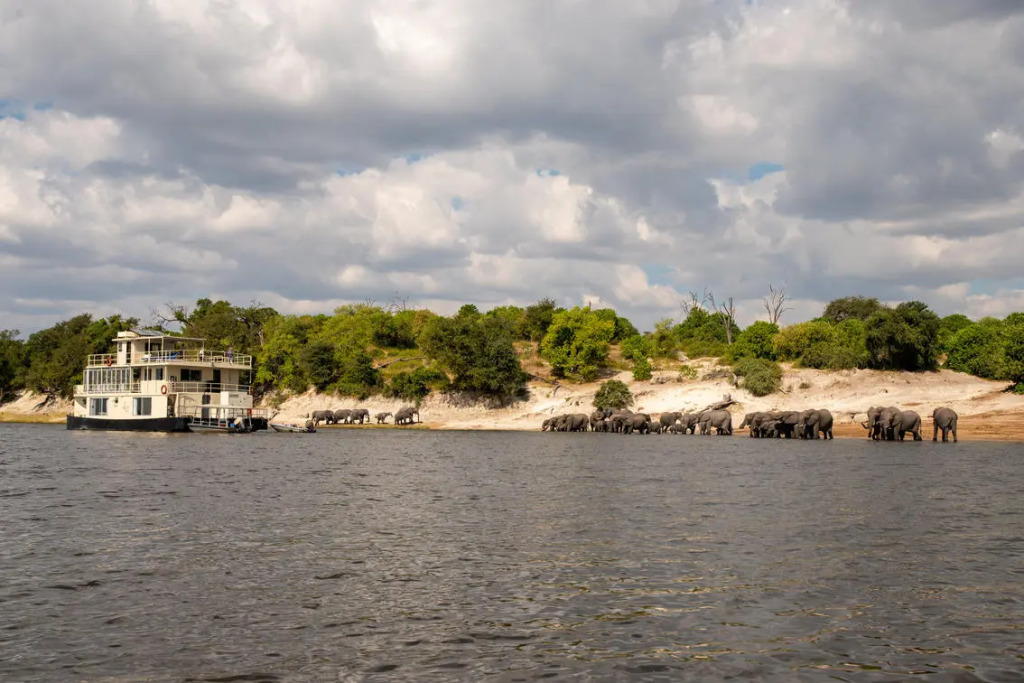 Chobe Princesses By Mantis