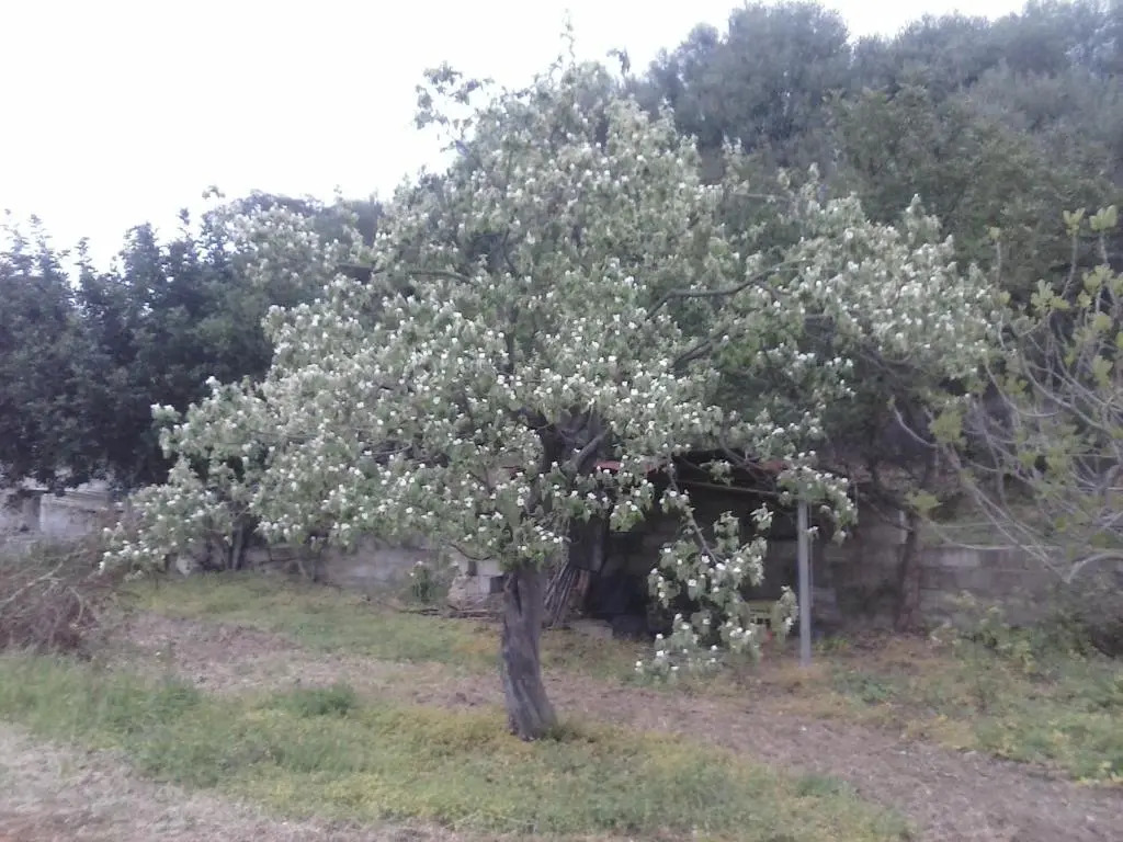 Agriturismo "PIRASTRERI"