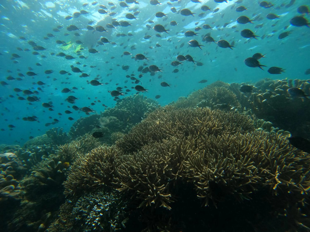 4 Sisters Divers