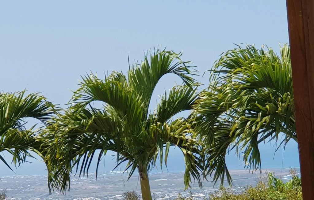 bambôô