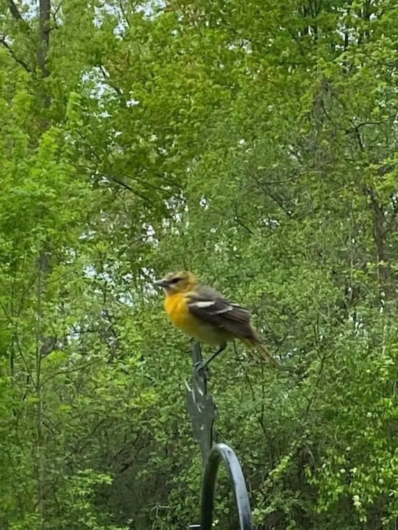 The Sanctuary On Huron River