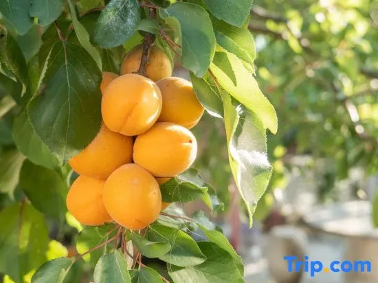 Floral Hotel·Guihai Lazy Cat Holiday Guesthouse