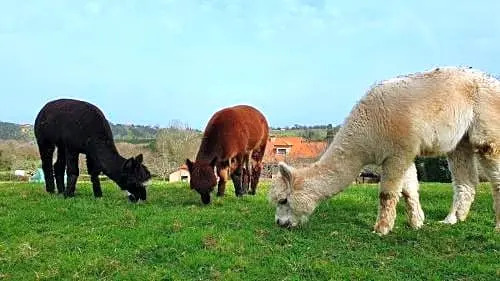 3 Alpacas