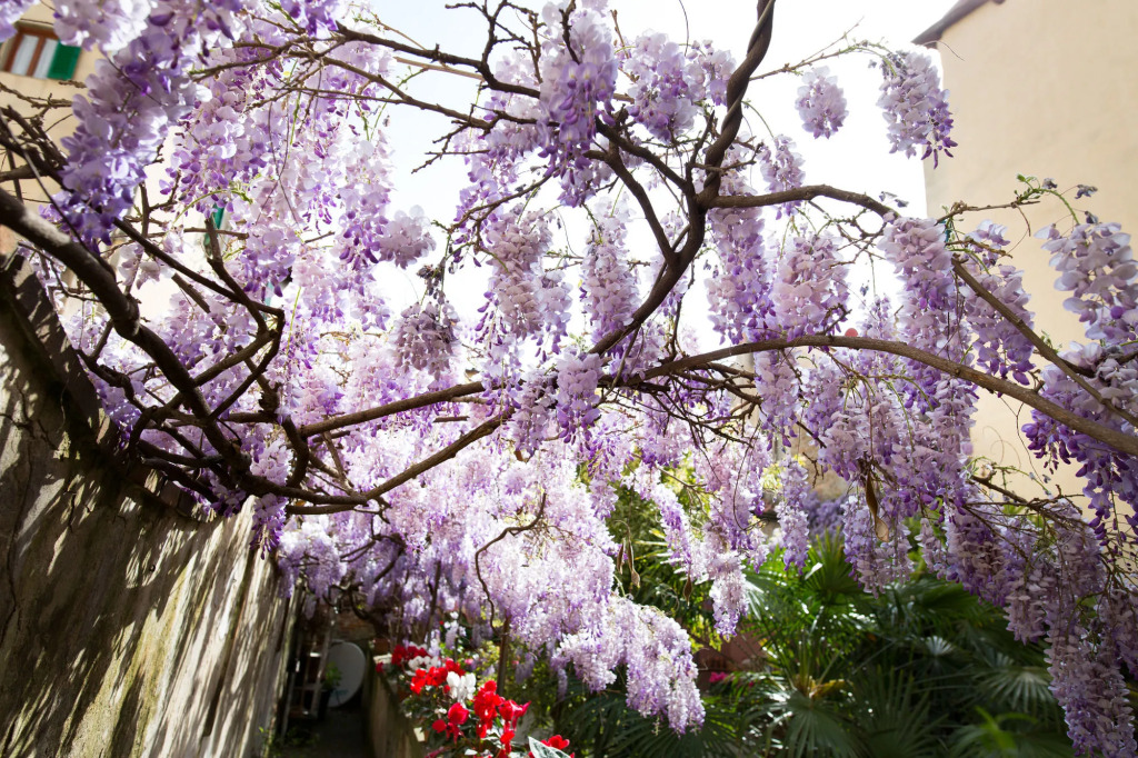 Locanda Orchidea