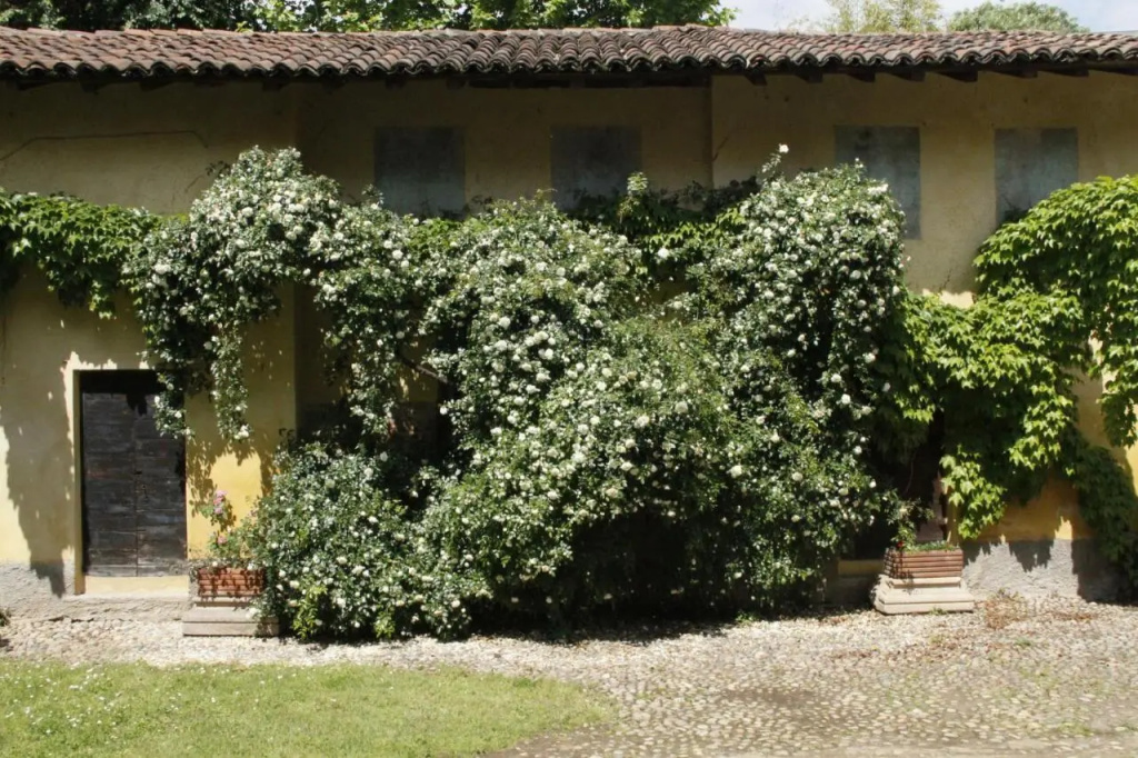 Borgo Archinto