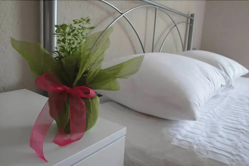 Amaryllis Studios