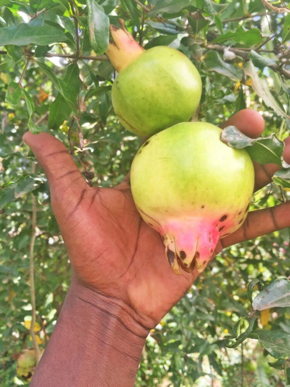 Banana Farm Hostel