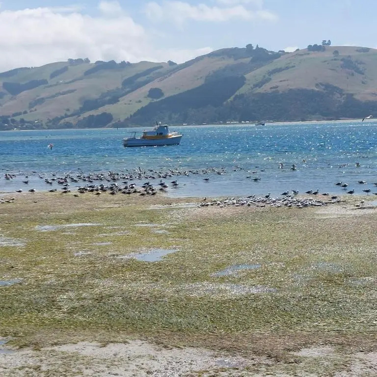 Otago Peninsula Paradise
