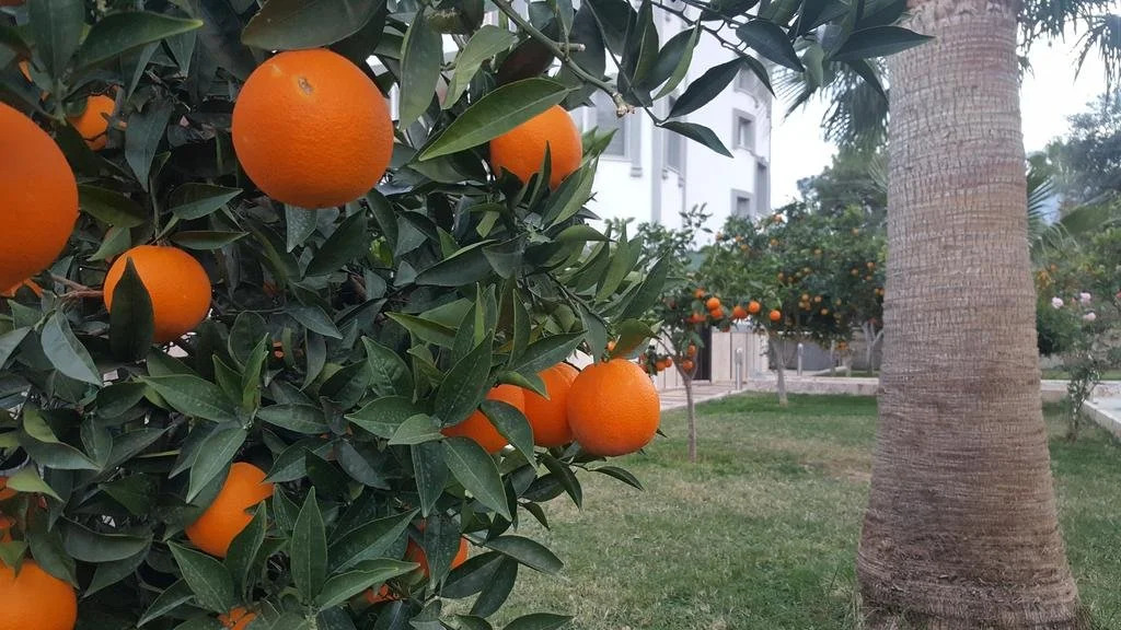 Green Garden Otel