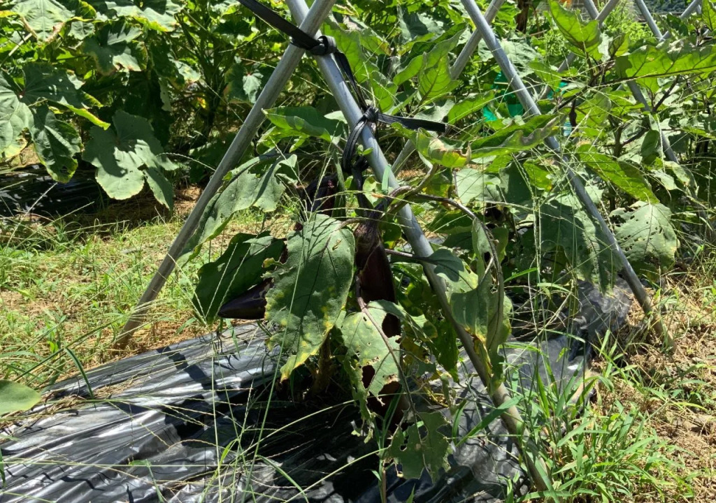 AIAI Farm