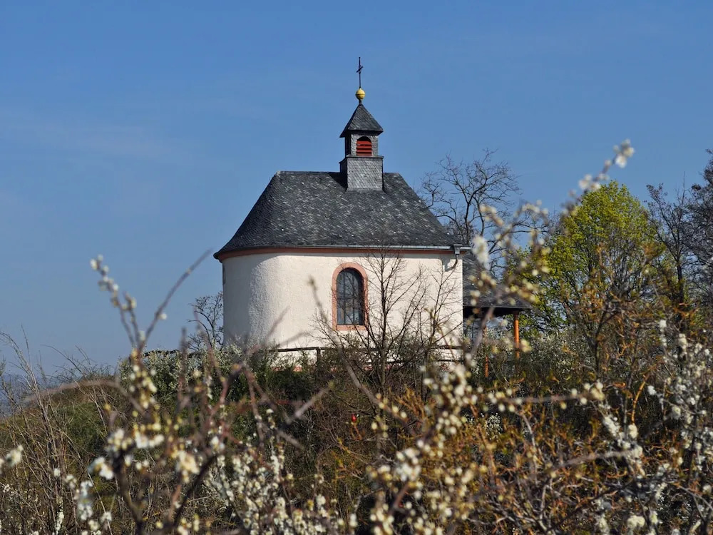 Hofgarten Rosa