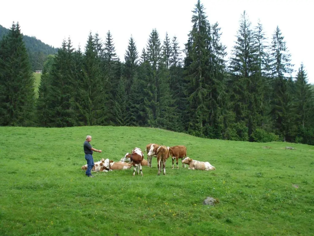 Scherntreinerhof
