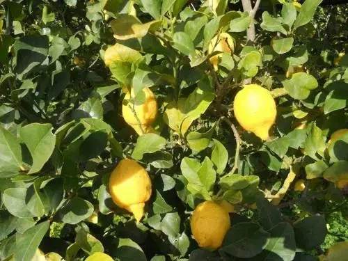 Tocchi di Puglia