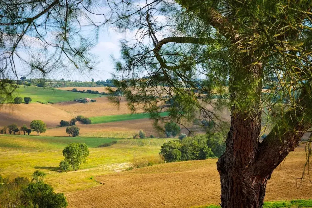 Girasole-rolling Hills, Sunflowersfamily Friendly