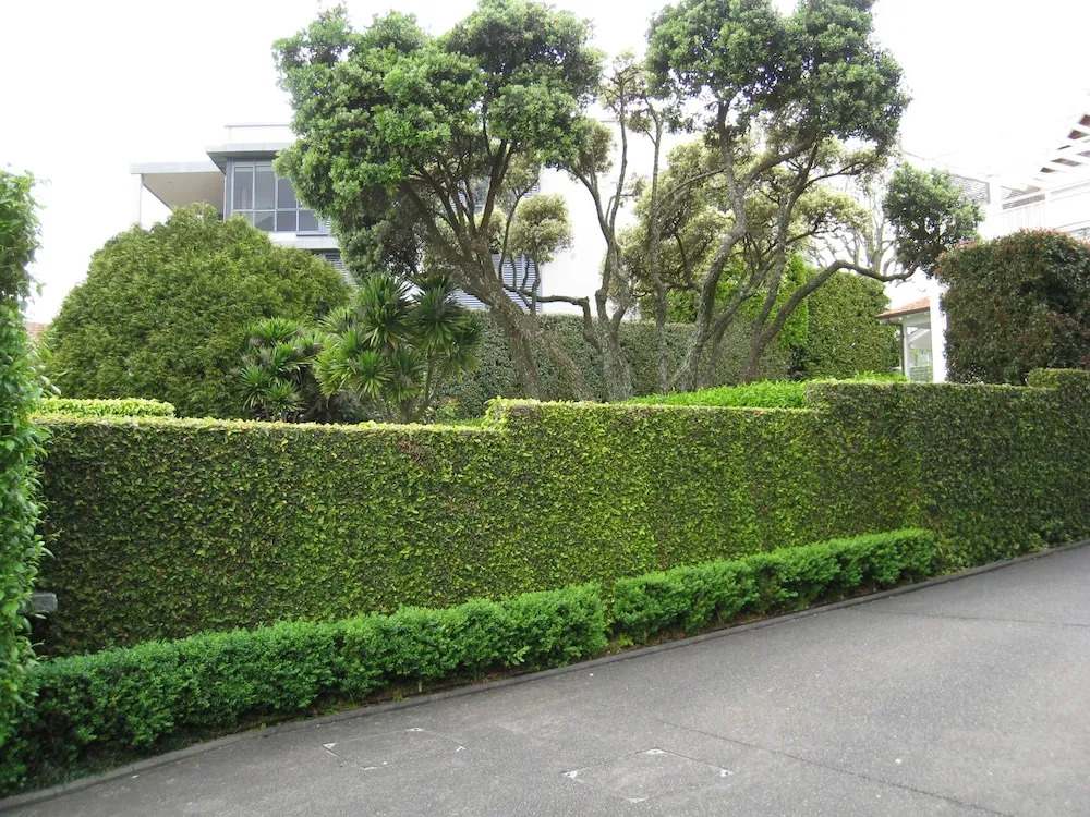 Ascot Parnell