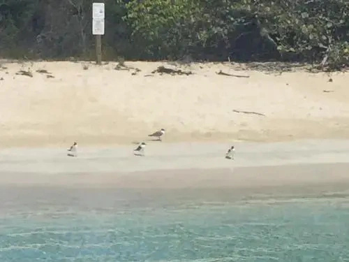 Culebra Ocean Front Marbella