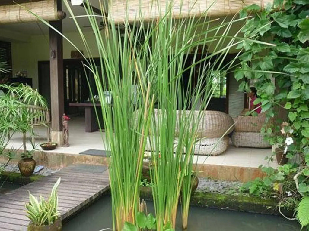 Bliss Bungalow
