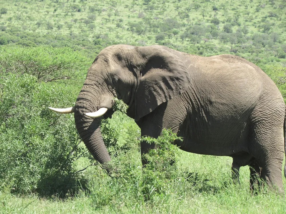 Bhangazi Lodge Bed & Breakfast