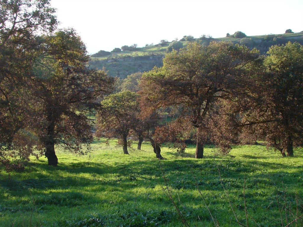 Sa Chessa B&B