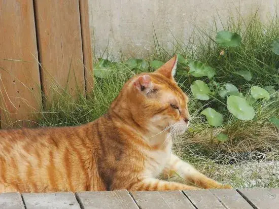 Shanghai   Dawuli Cat Garden Hotel