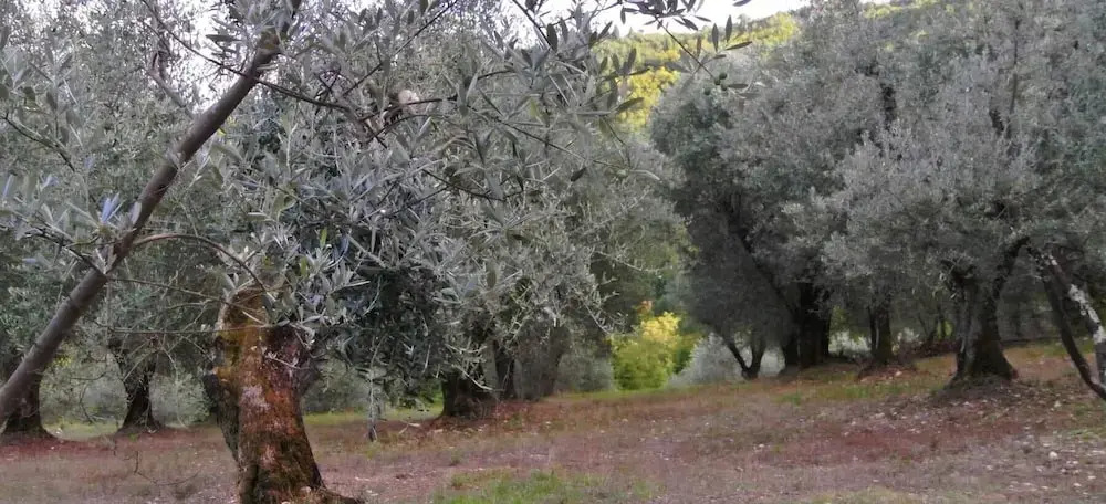 Piccolo Campagna
