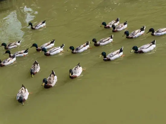 Daqian Swanlake Manor