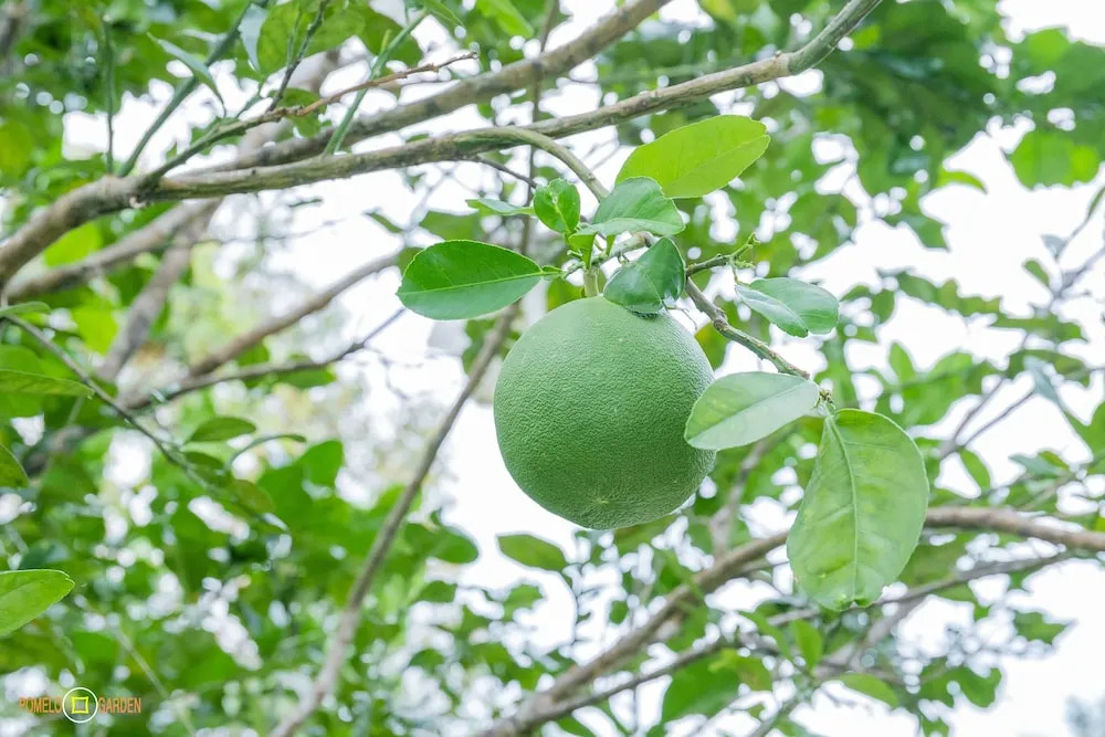 Phu Quoc Pomelo Garden