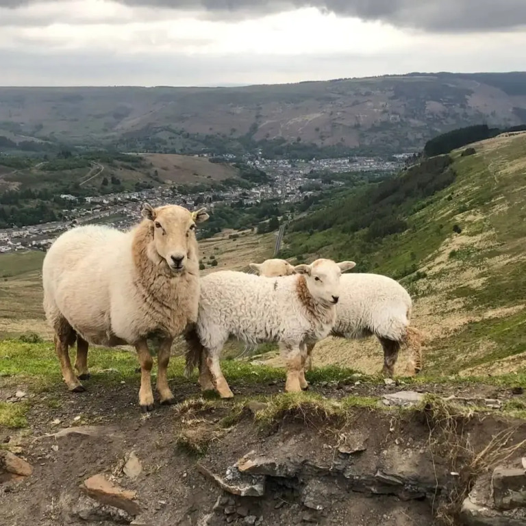 Shepherds Cottage Dog Friendly Happy Days Stays