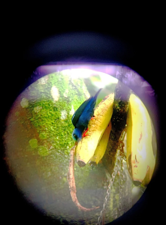 La Fortuna Gardens Lodge