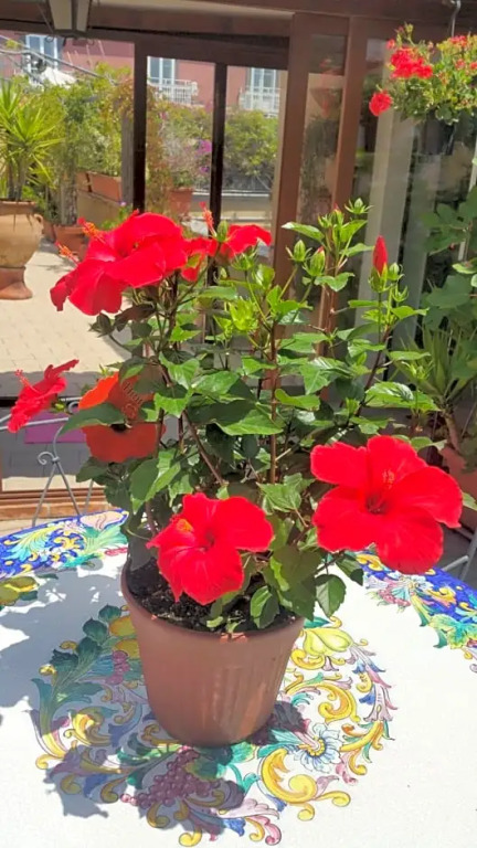 Mediterranean Roof