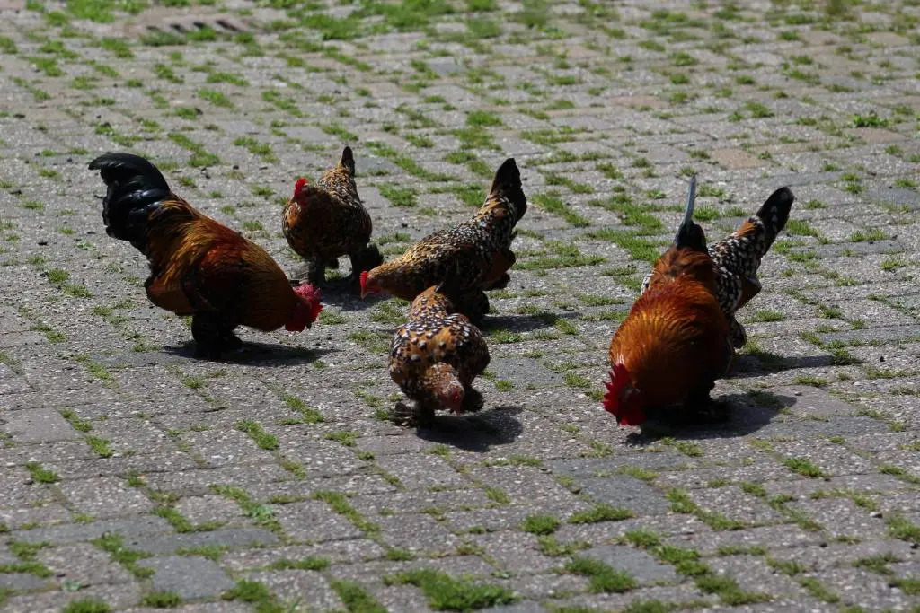 Groepsaccommodatie Veldzicht