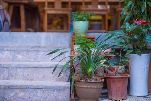 Blooming Flower Hostel