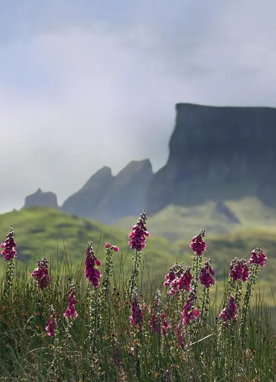 Storr Apartments