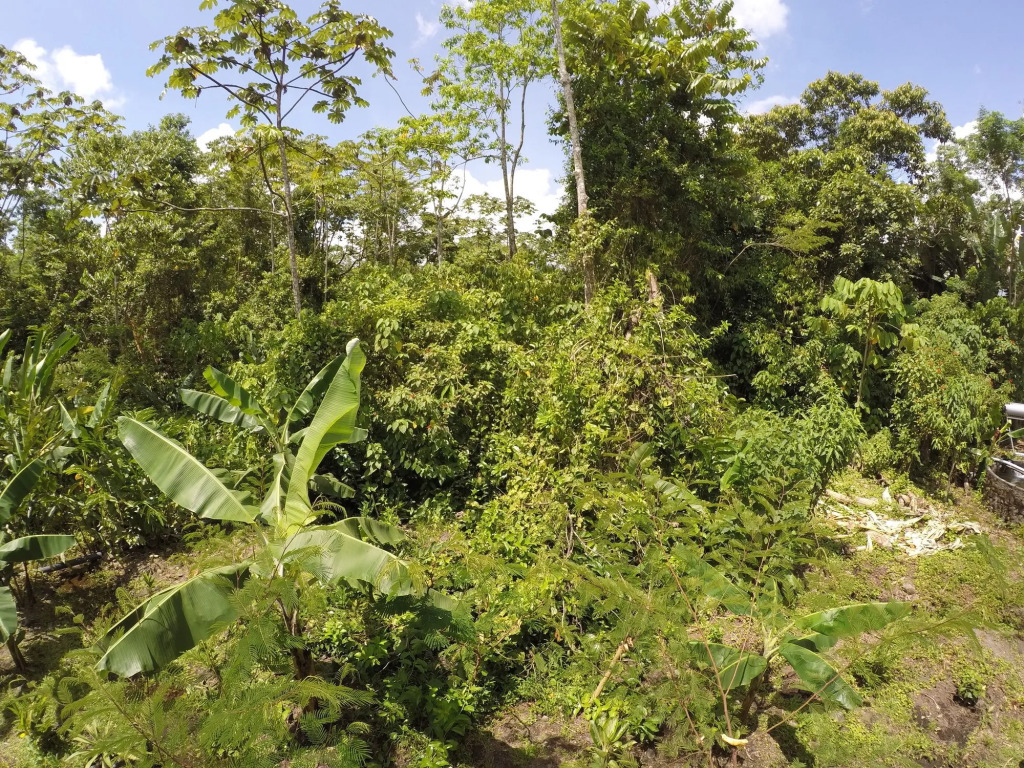 Arenal Xilopalo