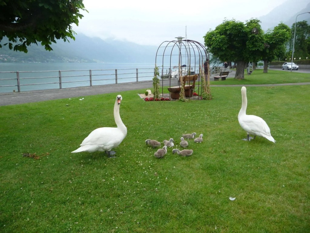 Seiler au Lac