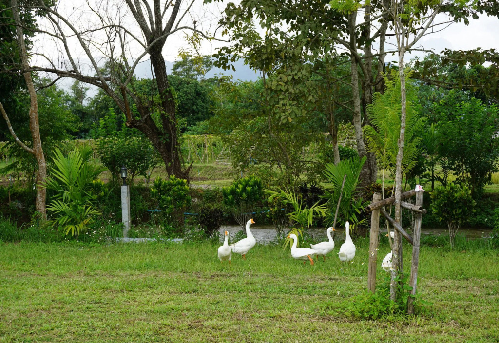 Ban Suan Tawan Chiang Dao