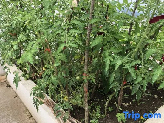 Yushi Shanshe Homestay (Huangguoshu National Park Branch)