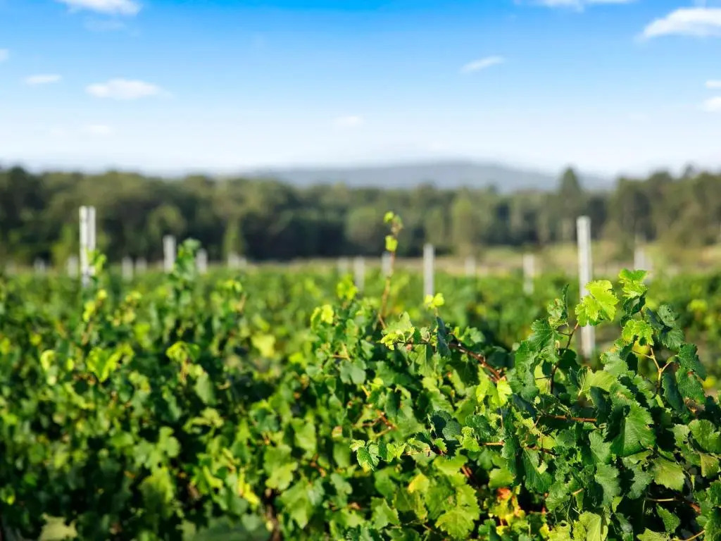Palmers Lane Vineyard Estate