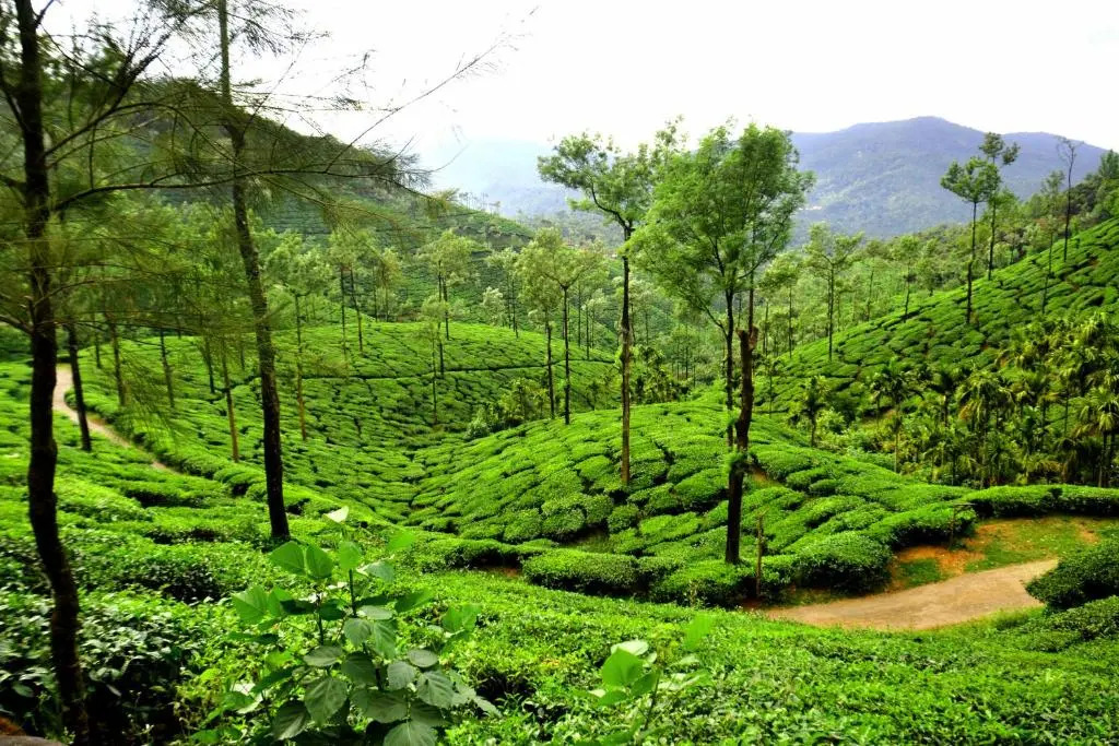 BlueMoon Homestay - Home Food, Estate, Near to Falls and View Points