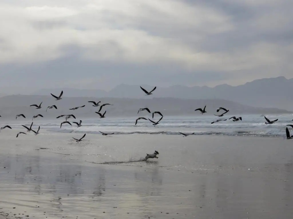 Windfall Plett