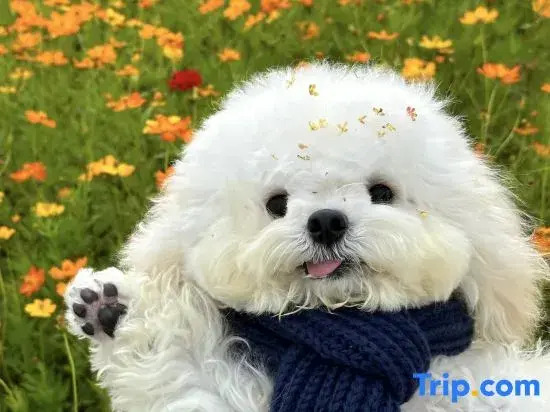 Xishang·Moxia History New Chinese 180° Light Luxury Art Designer Parent-child Holiday Meisu