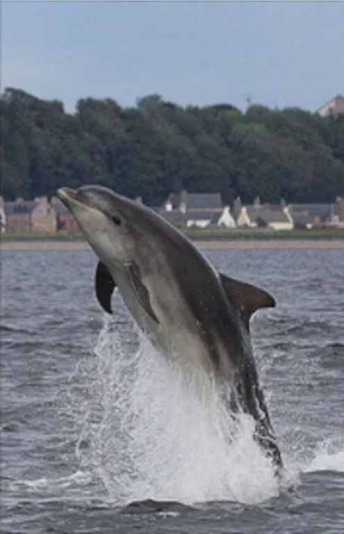 Dolphin Bay Suites